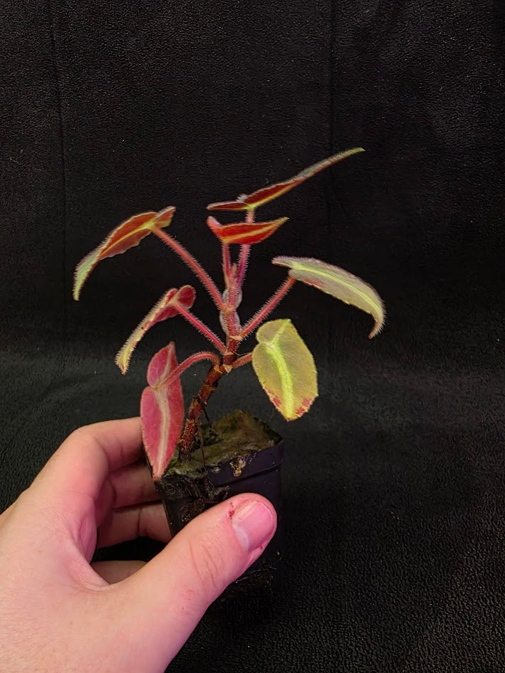 Begonia Listada 