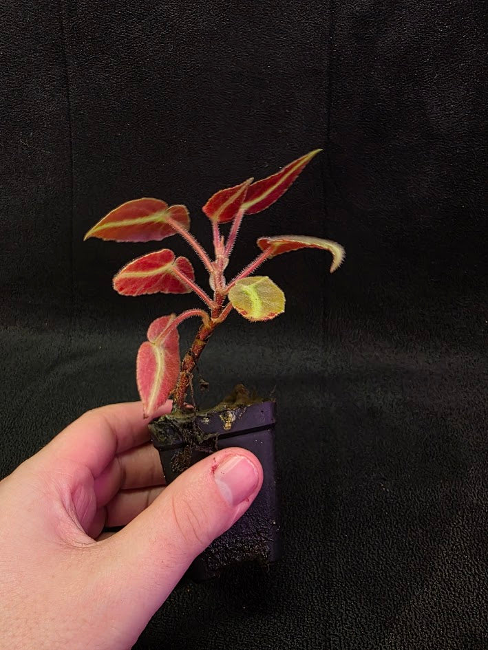 Begonia Listada 