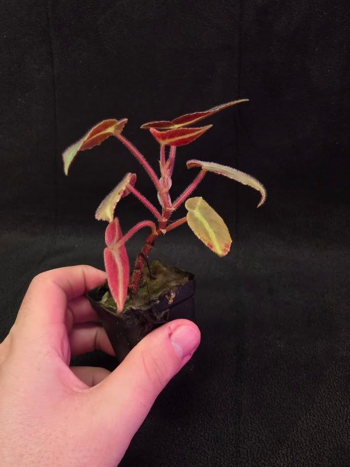 Begonia Listada 