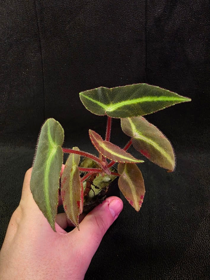 Begonia Listada 