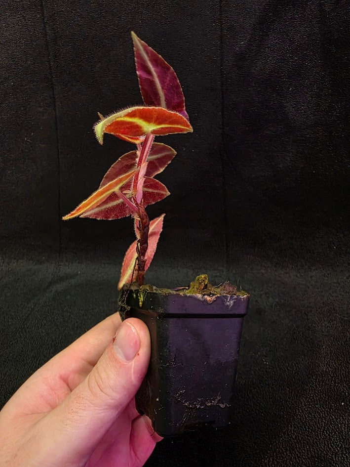 Begonia Listada 