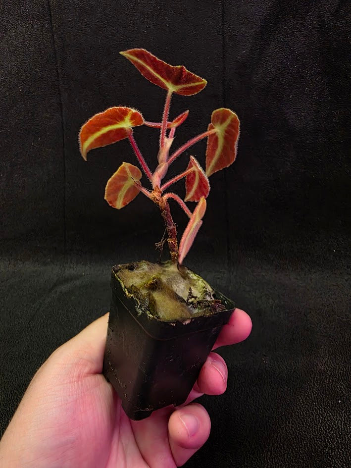 Begonia Listada 