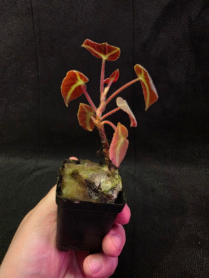 Begonia Listada 