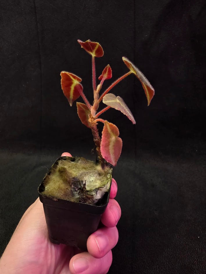 Begonia Listada 