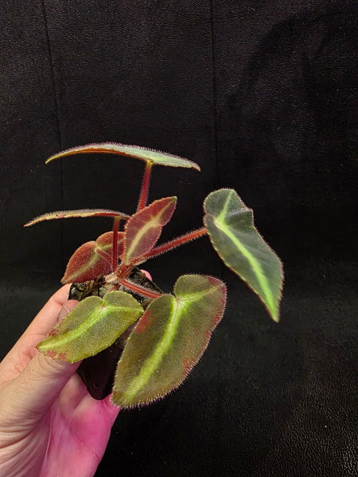 Begonia Listada 