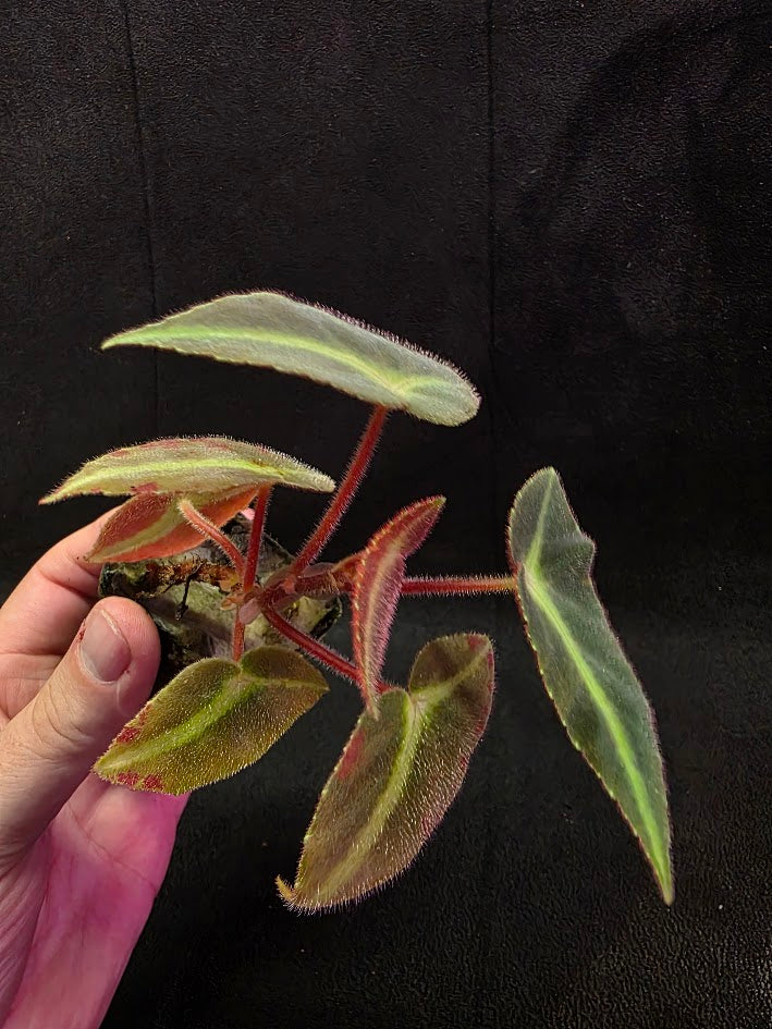 Begonia Listada 