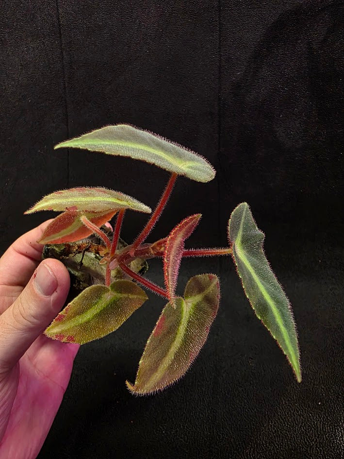 Begonia Listada 