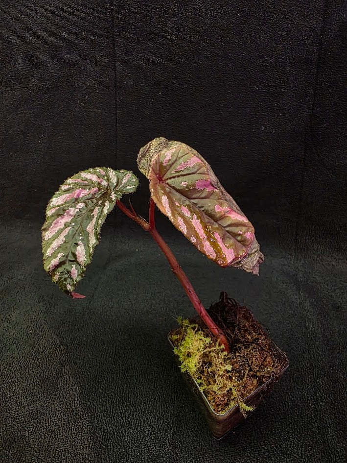Begonia Brevirimosa 