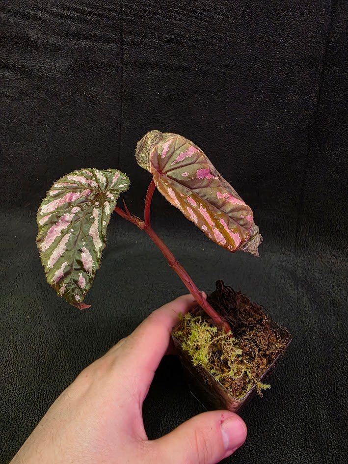 Begonia Brevirimosa 
