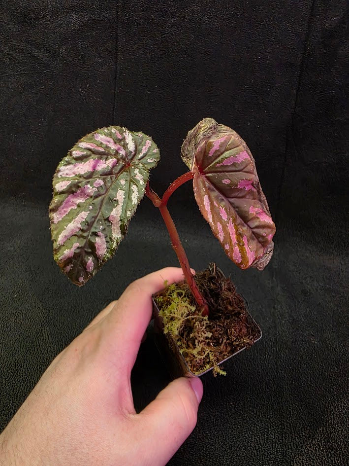 Begonia Brevirimosa 