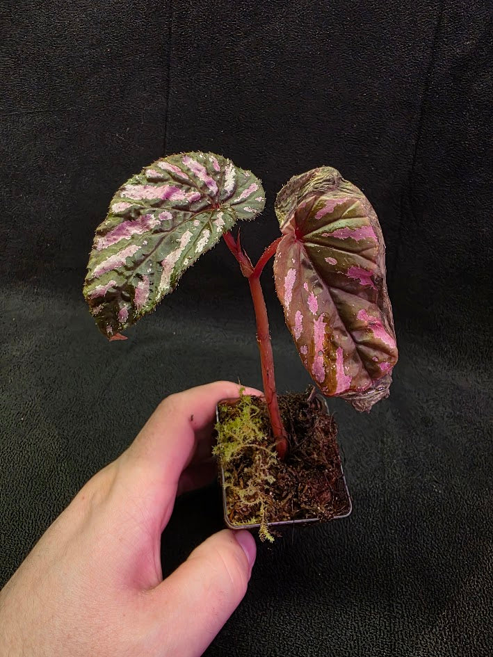 Begonia Brevirimosa 