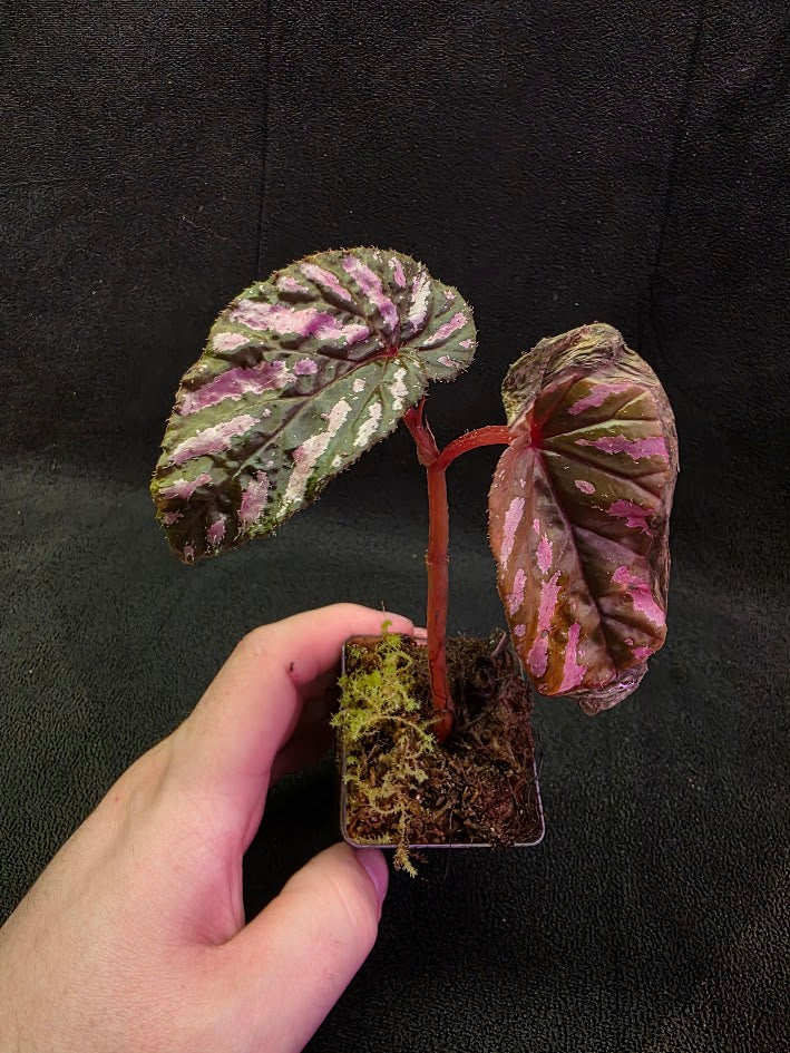 Begonia Brevirimosa 