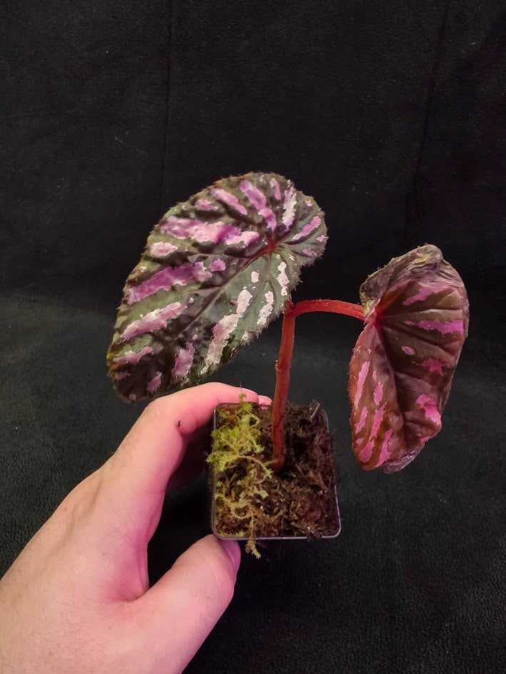 Begonia Brevirimosa 
