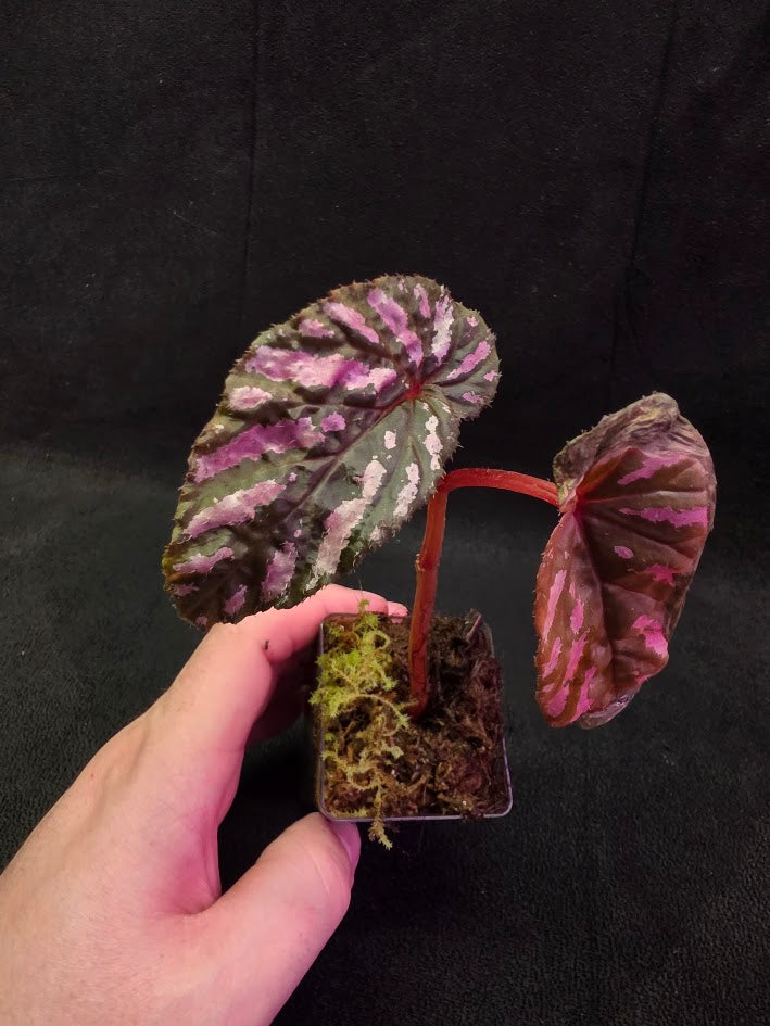 Begonia Brevirimosa 