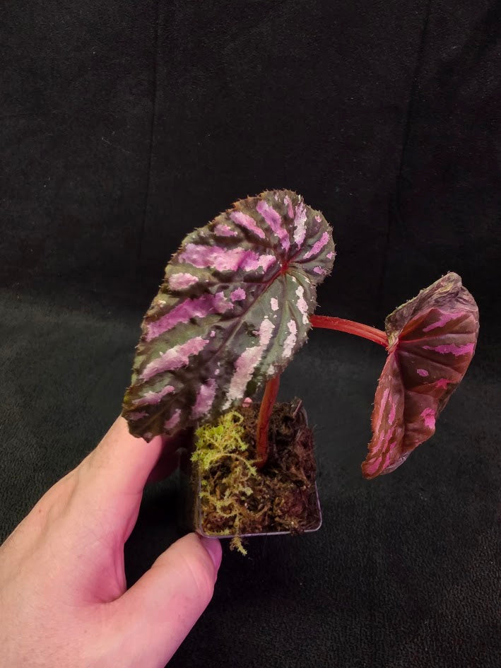 Begonia Brevirimosa 
