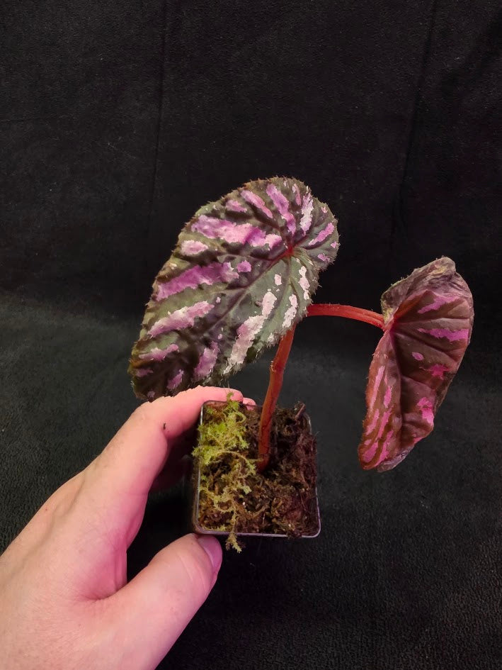 Begonia Brevirimosa 