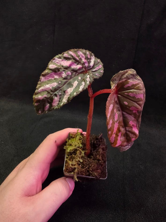 Begonia Brevirimosa 