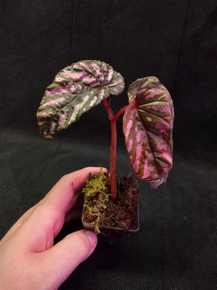 Begonia Brevirimosa 