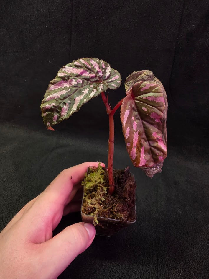 Begonia Brevirimosa 