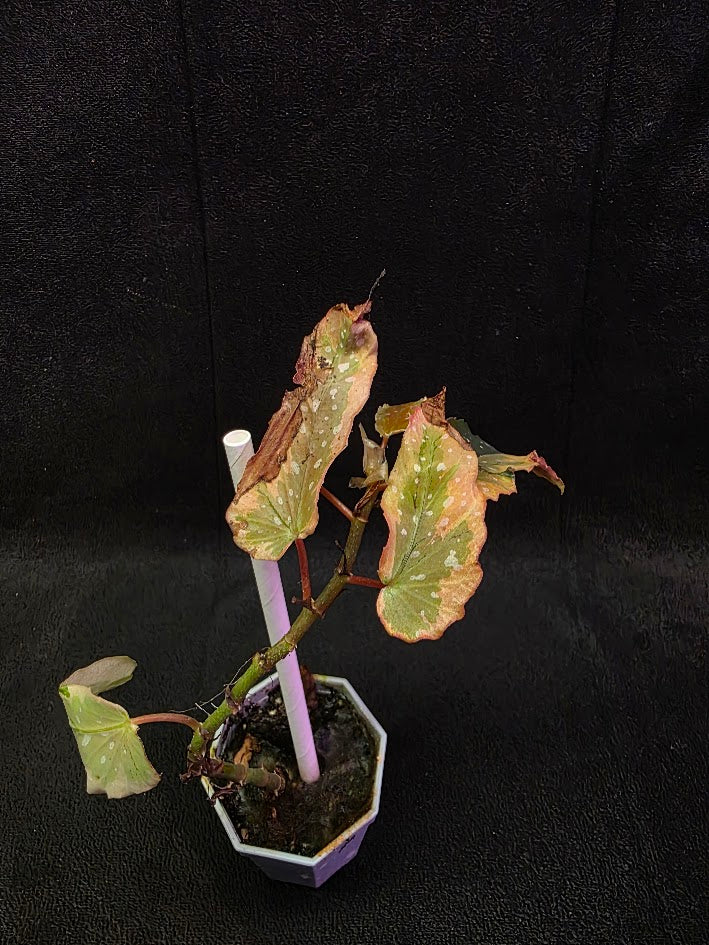 Begonia Dainty Spray Sport Variegated #01 – YEG Exotic Plant Crowd
