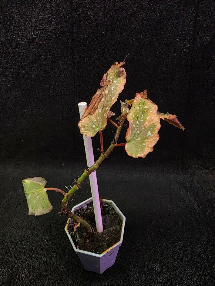 Begonia Dainty Spray Sport Variegated 