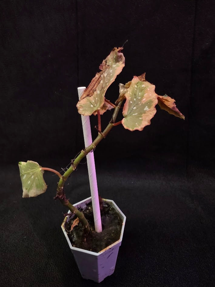 Begonia Dainty Spray Sport Variegated #01 – YEG Exotic Plant Crowd