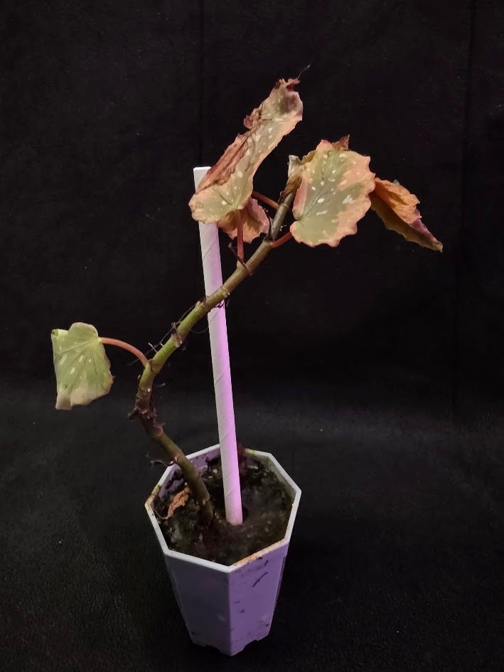 Begonia Dainty Spray Sport Variegated 