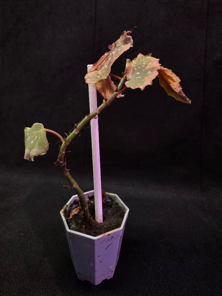 Begonia Dainty Spray Sport Variegated 