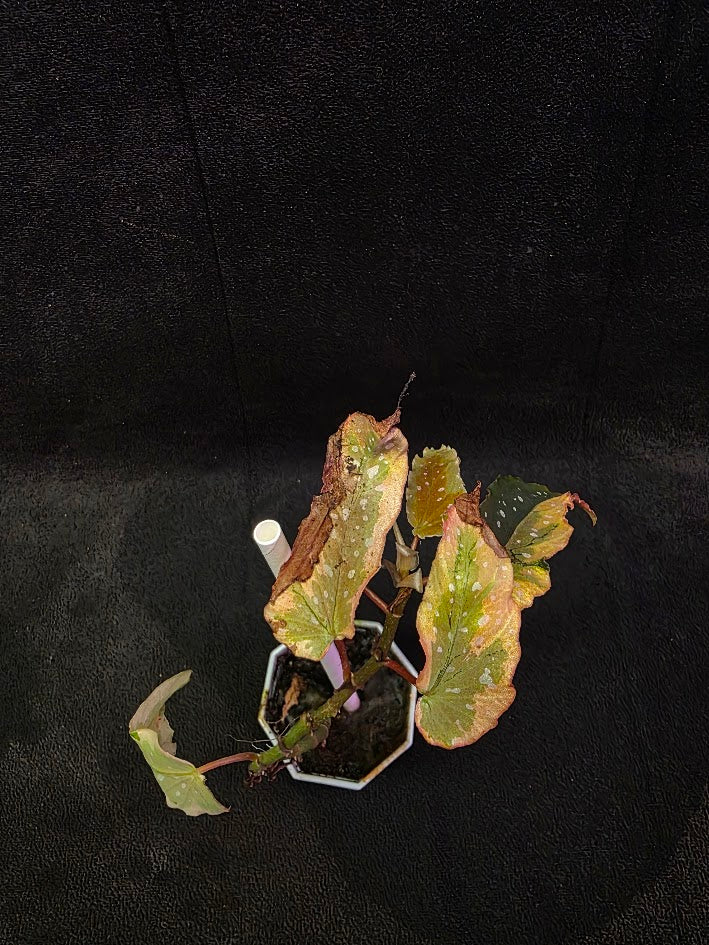 Begonia Dainty Spray Sport Variegated 