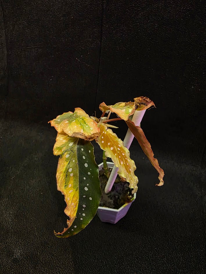 Begonia Dainty Spray Sport Variegated 