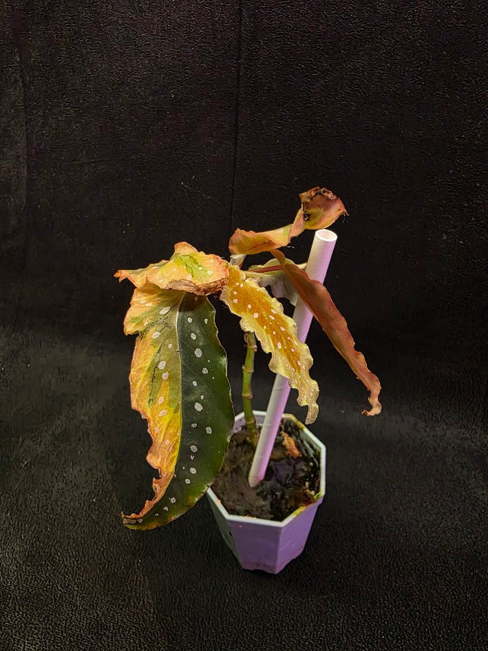 Begonia Dainty Spray Sport Variegated 