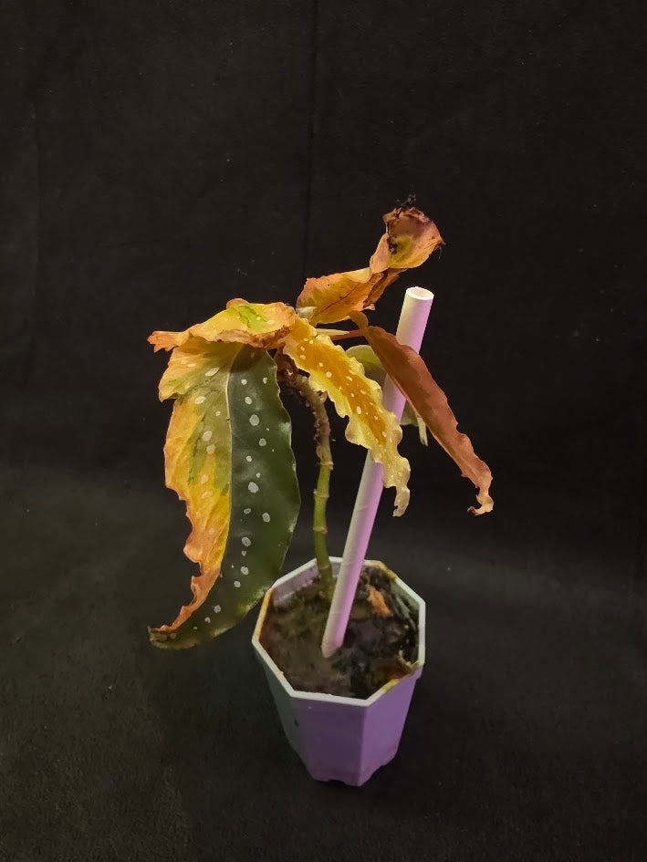 Begonia Dainty Spray Sport Variegated 