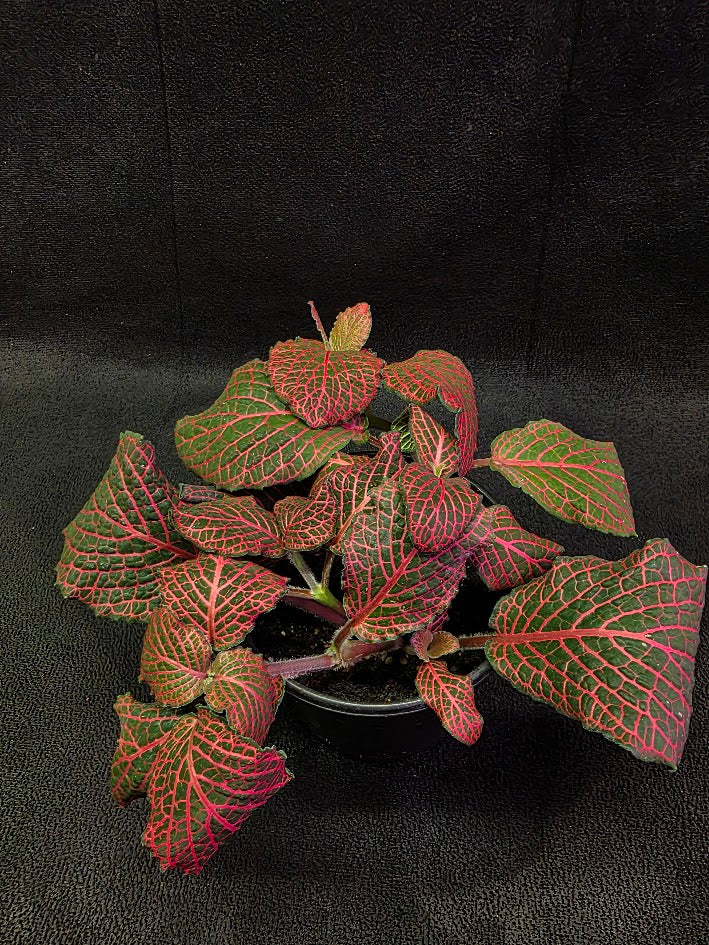 Red Nerve Plant (Fittonia Abivenis) #02