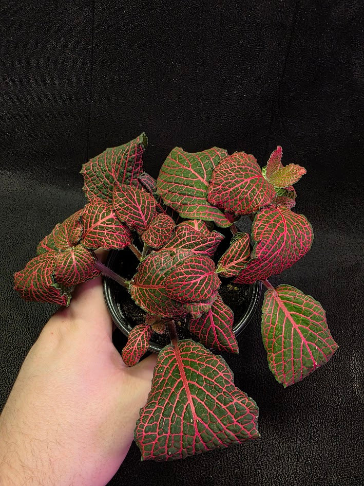 Red Nerve Plant (Fittonia Abivenis) #02