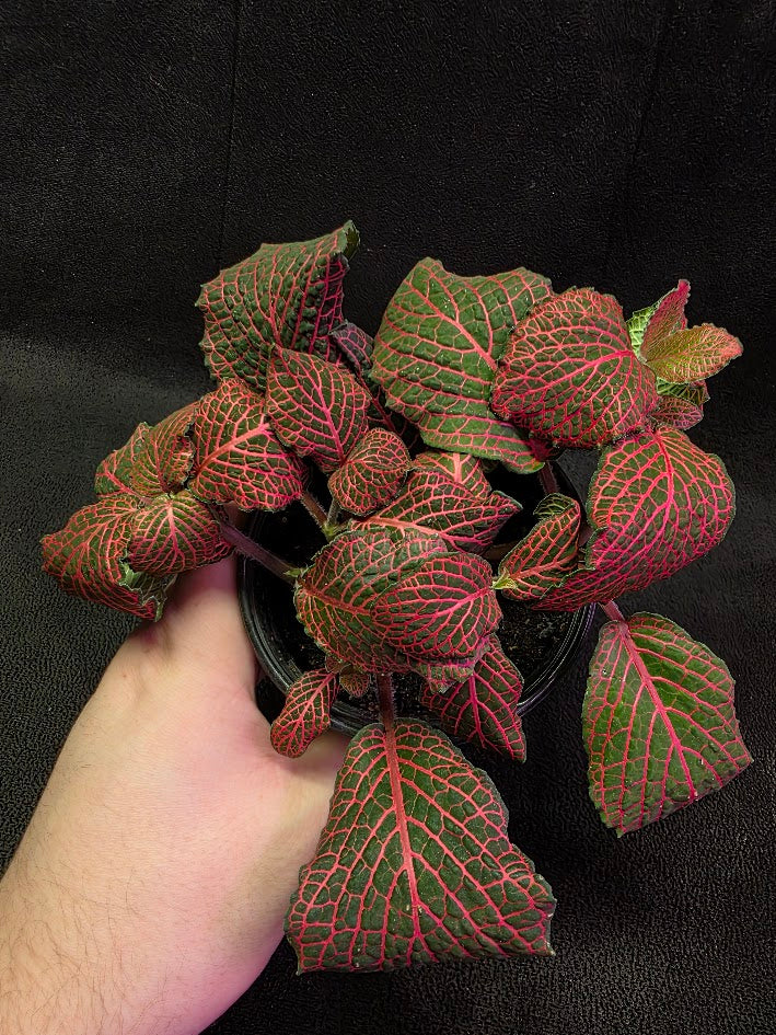 Red Nerve Plant (Fittonia Abivenis) #02