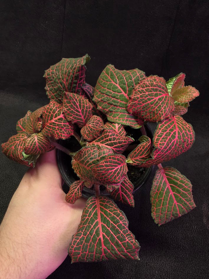 Red Nerve Plant (Fittonia Abivenis) #02