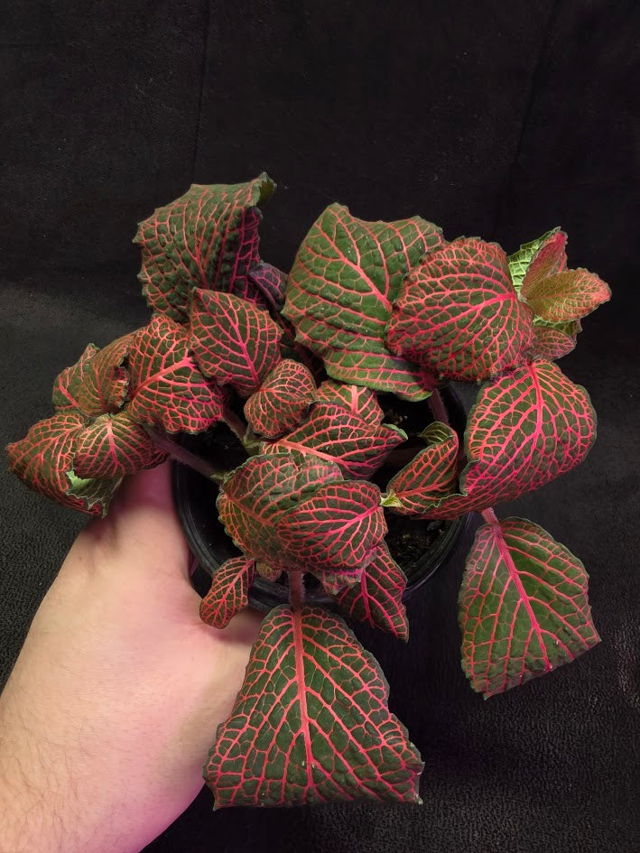 Red Nerve Plant (Fittonia Abivenis) #02