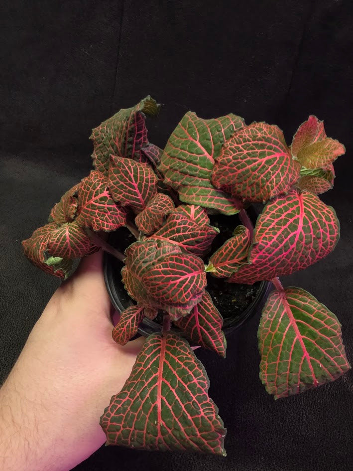 Red Nerve Plant (Fittonia Abivenis) #02