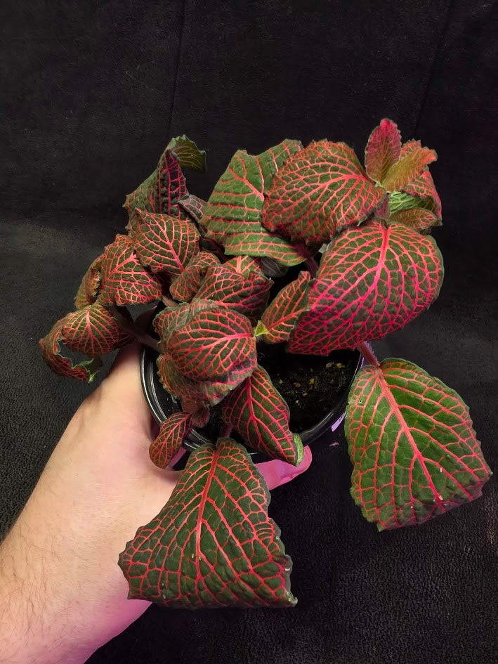 Red Nerve Plant (Fittonia Abivenis) #02