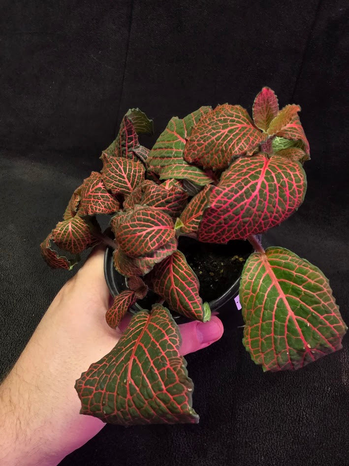 Red Nerve Plant (Fittonia Abivenis) #02