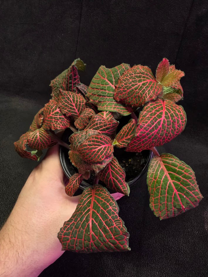 Red Nerve Plant (Fittonia Abivenis) #02