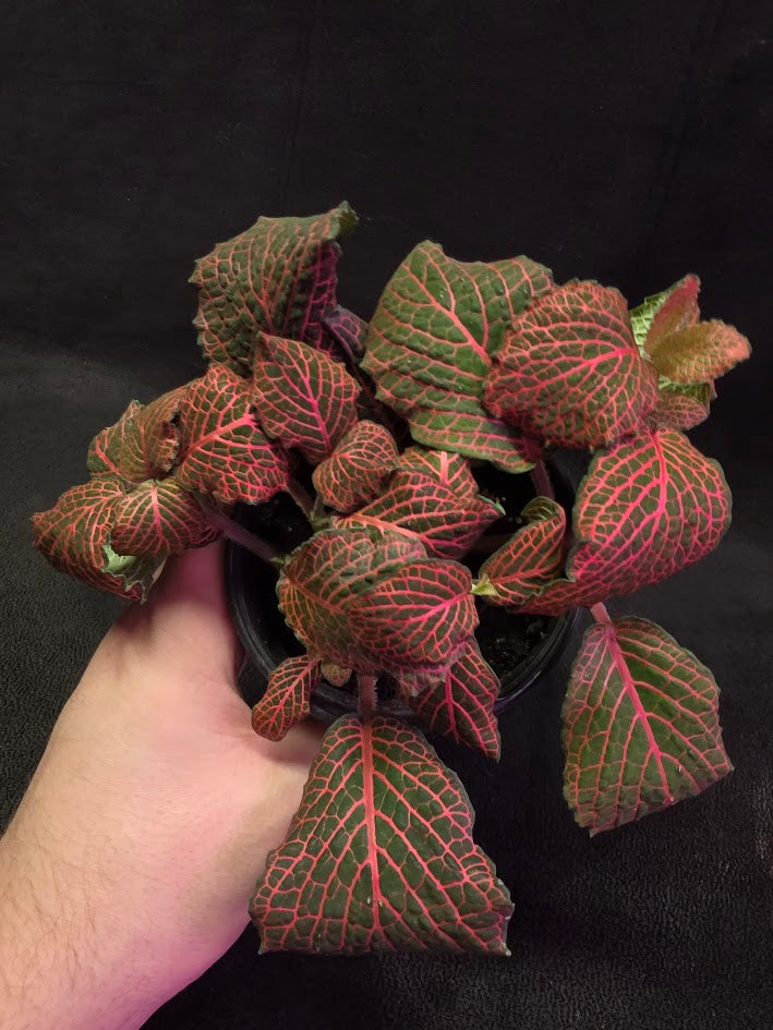 Red Nerve Plant (Fittonia Abivenis) #02