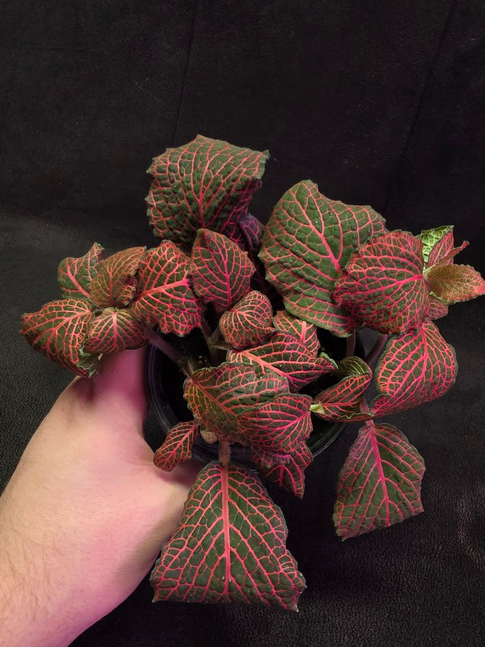 Red Nerve Plant (Fittonia Abivenis) #02
