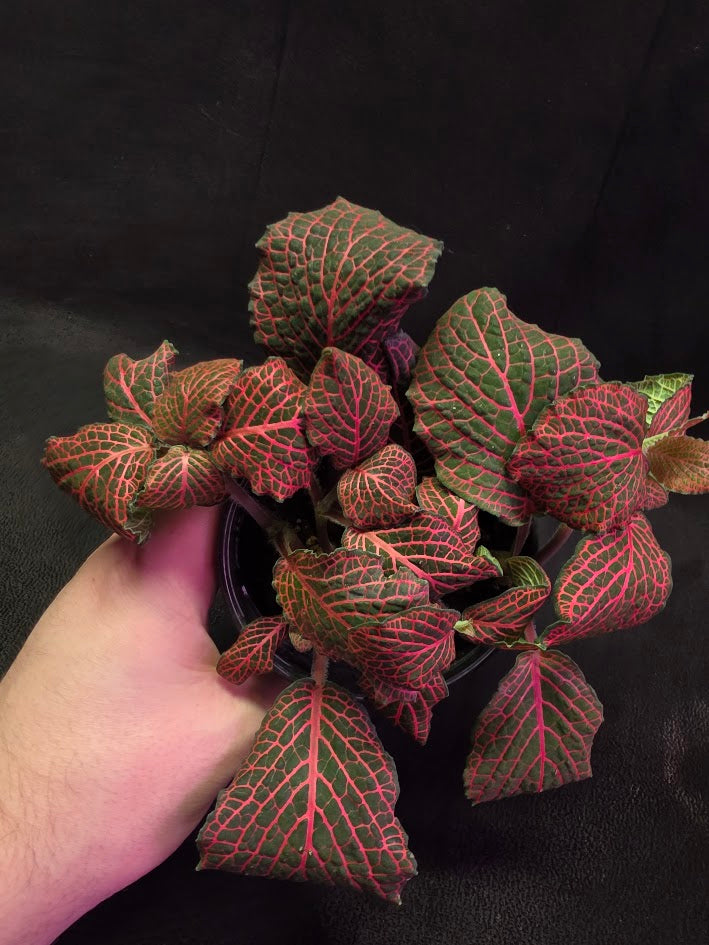 Red Nerve Plant (Fittonia Abivenis) #02