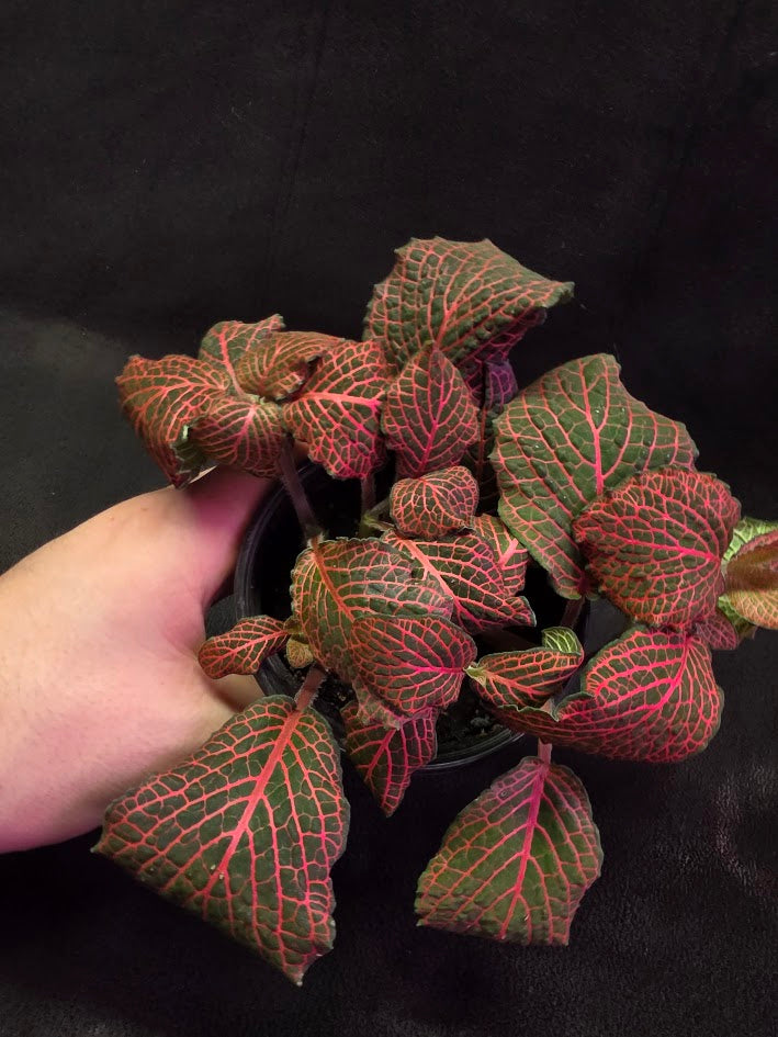 Red Nerve Plant (Fittonia Abivenis) #02