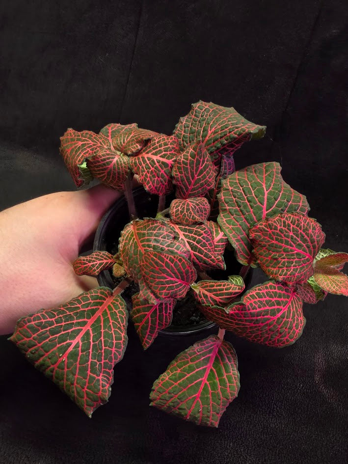 Red Nerve Plant (Fittonia Abivenis) #02