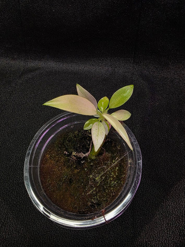 Philodendron Whipple Way #01