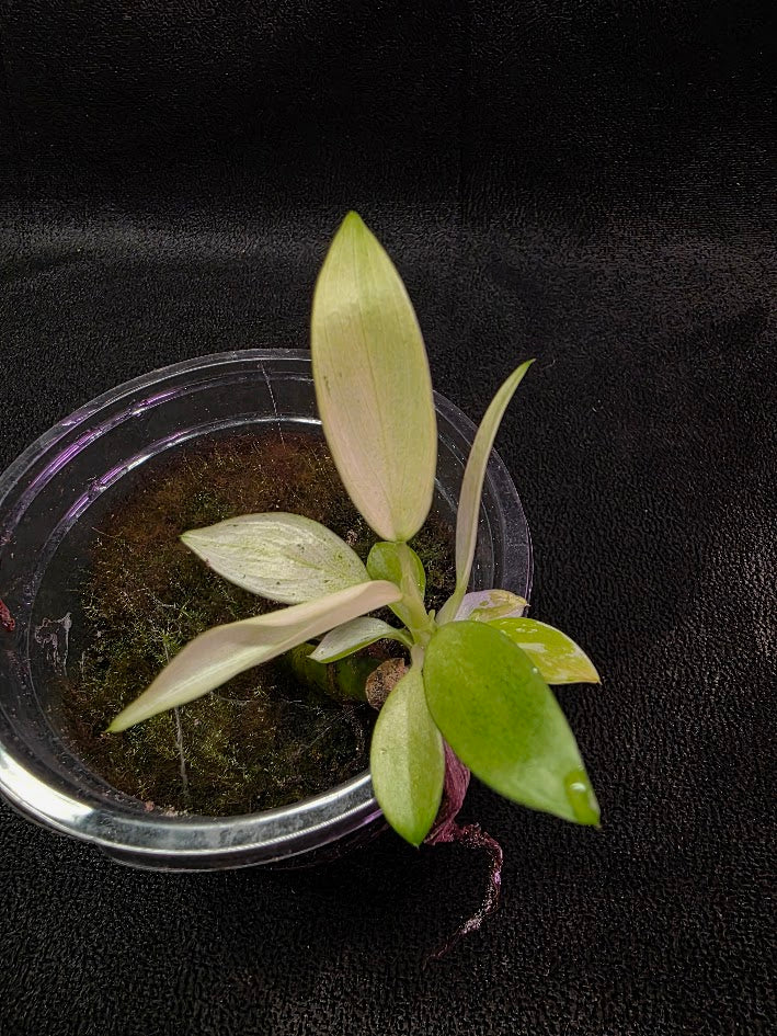 Philodendron Whipple Way #01