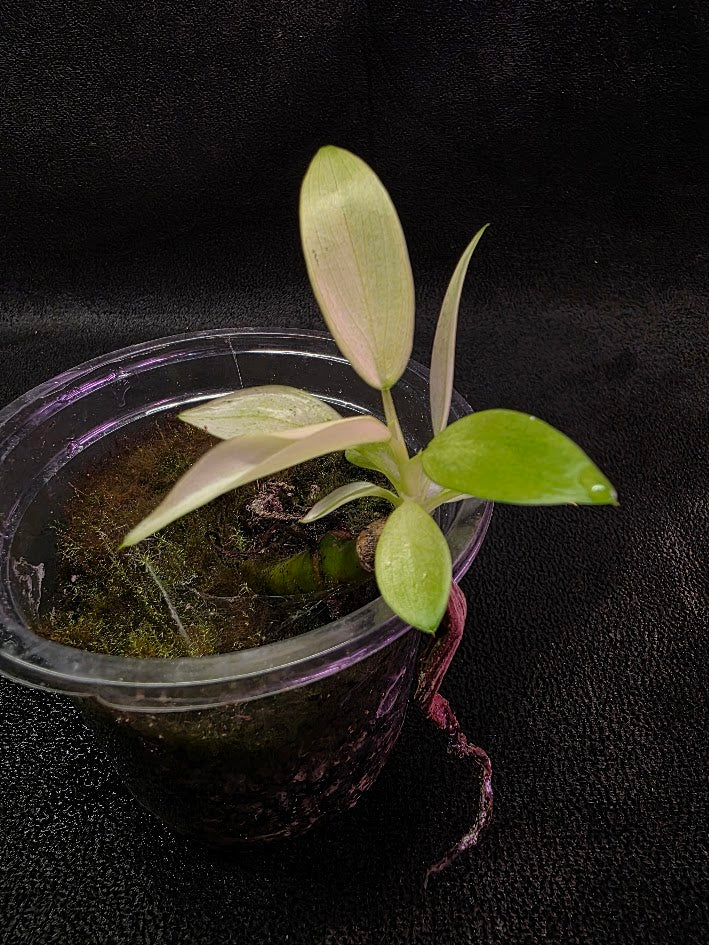 Philodendron Whipple Way #01