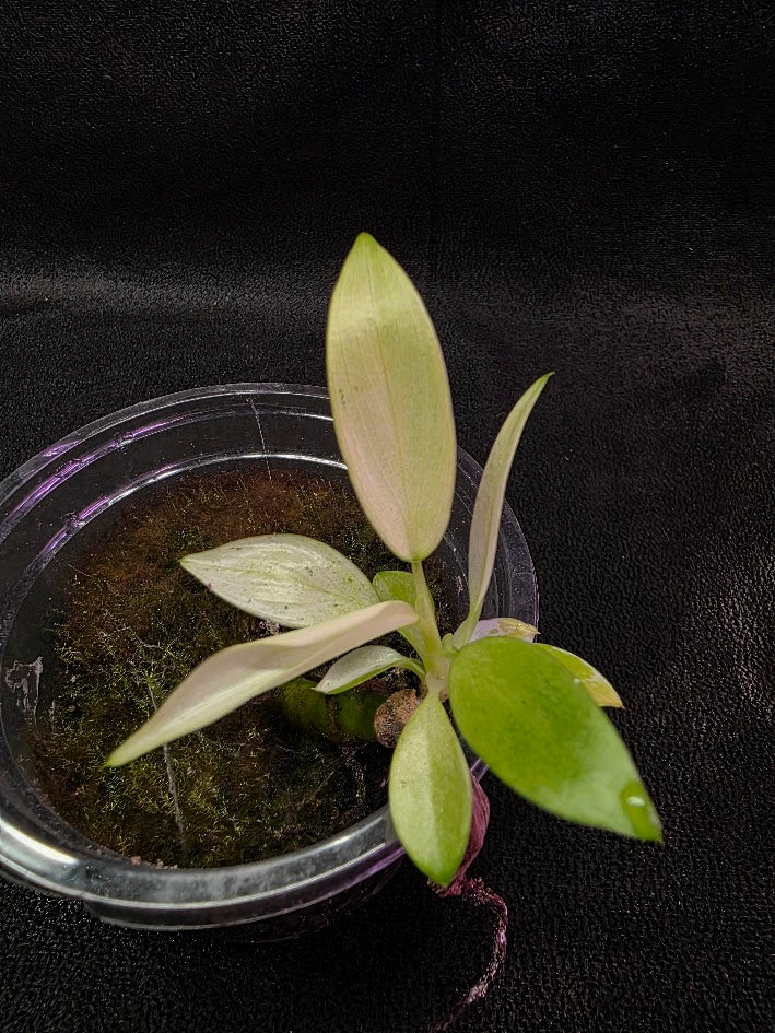 Philodendron Whipple Way #01